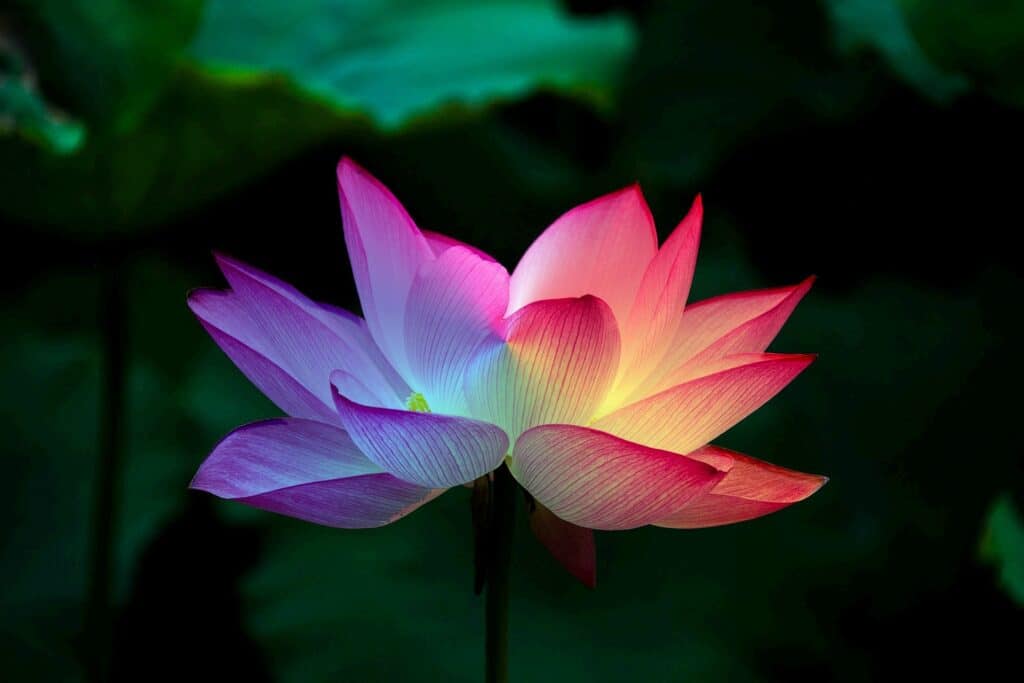 16 petal lotus